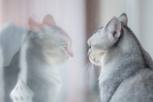 猫と鏡
