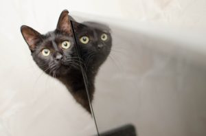 黒猫と鏡